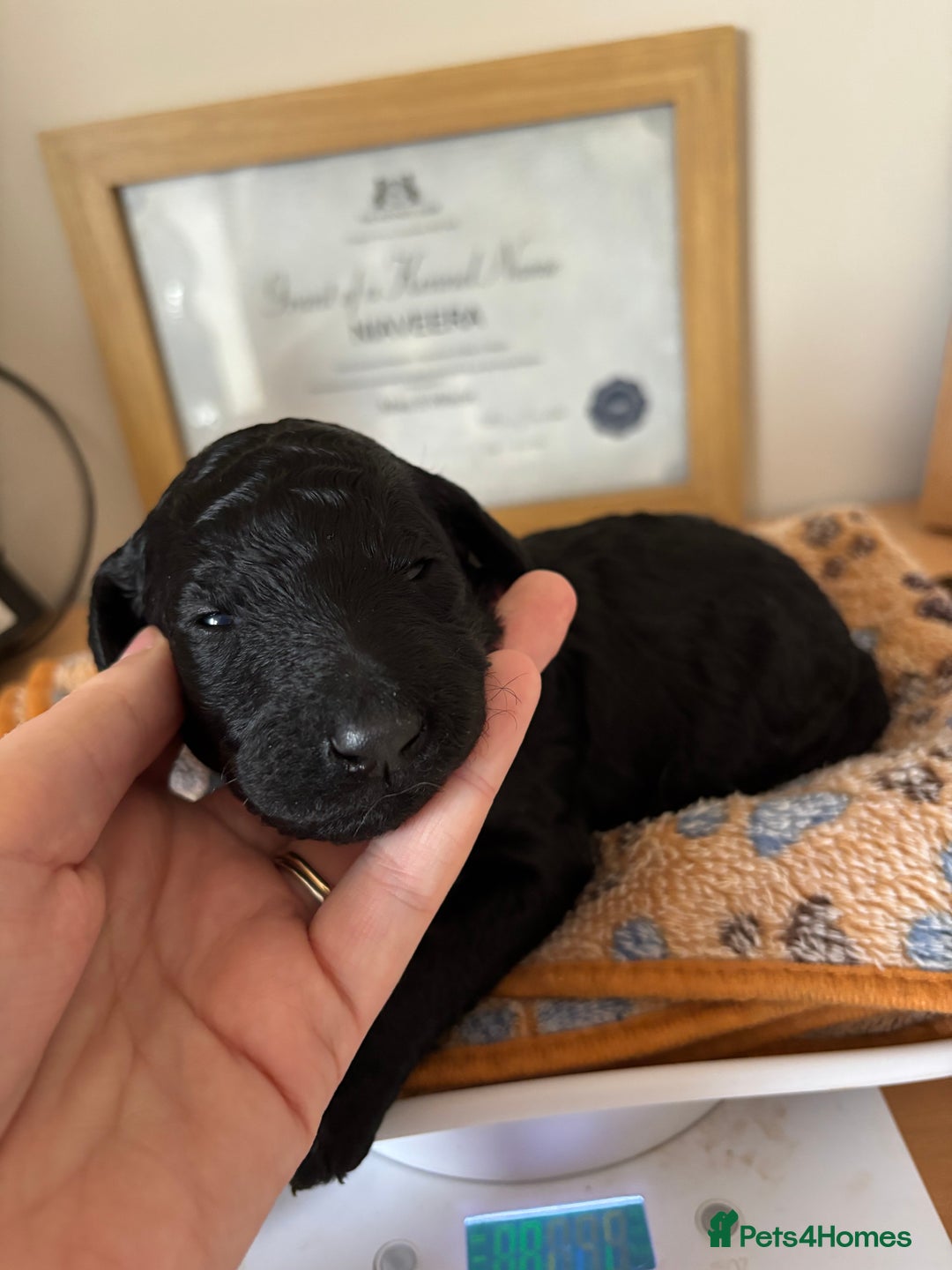 Standard Poodle dogs for sale: Show quality standard poodles  - Image 6