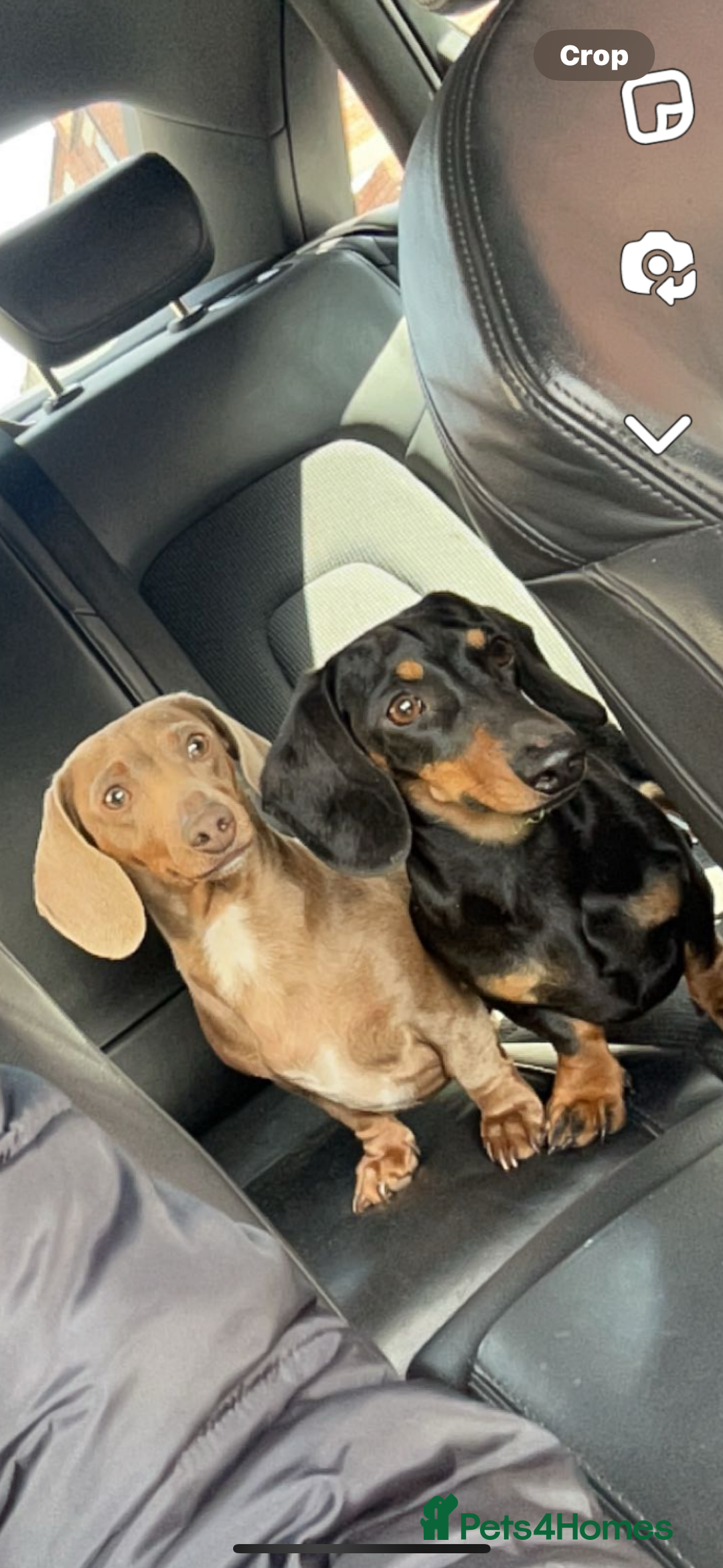 Miniature Dachshund dogs for sale: Beautiful male pup   - Advert 2