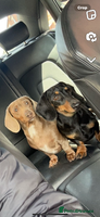 Miniature Dachshund dogs Beautiful male pup - Advert 9