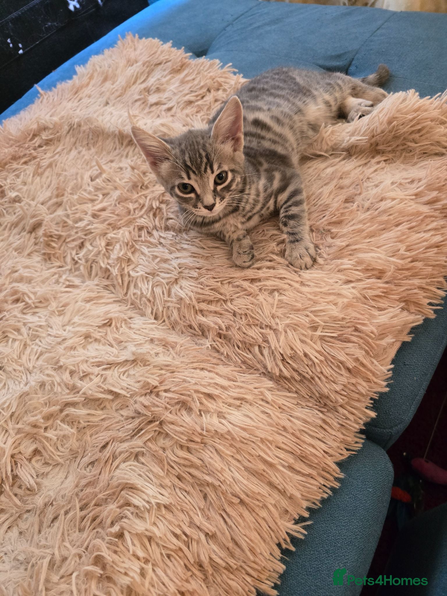Mixed Breed cats BEAUTIFUL TABBY KITTENS - Advert 1
