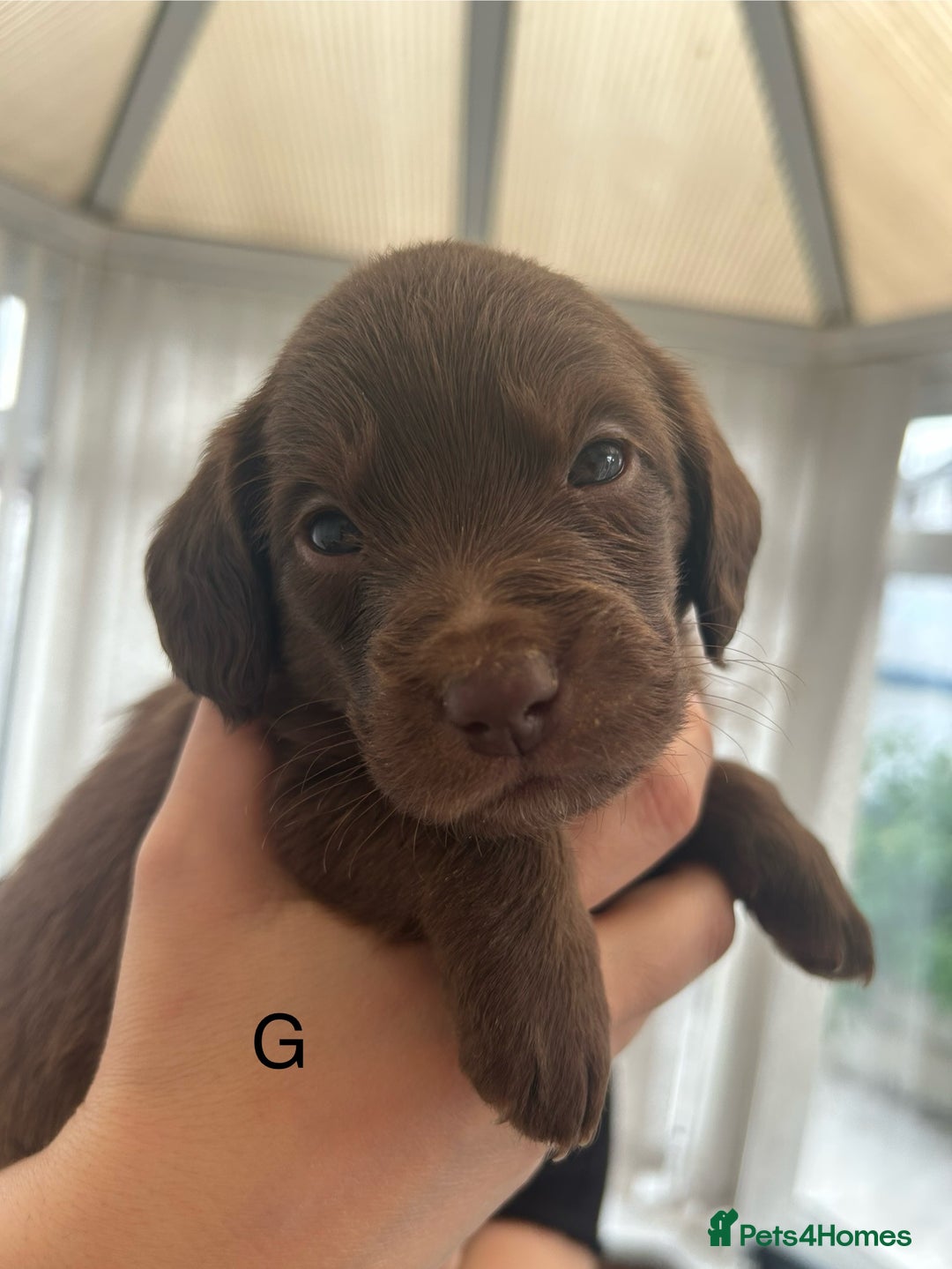 Labradoodle dogs for sale: 7 beautiful Labradoodle puppies available  - Image 31