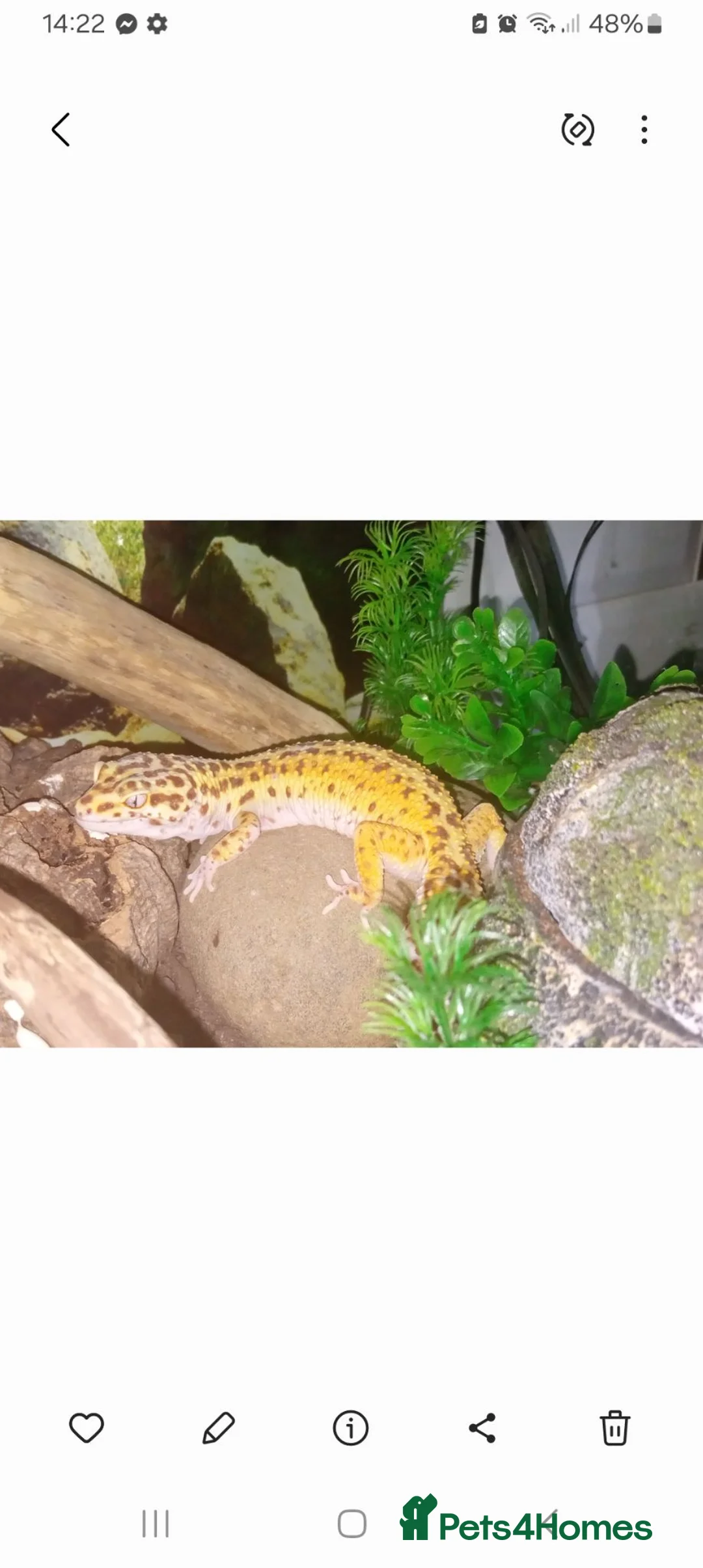 Leopard Gecko reptiles for sale: 2 leopard geckos & vivarium  - Advert 2