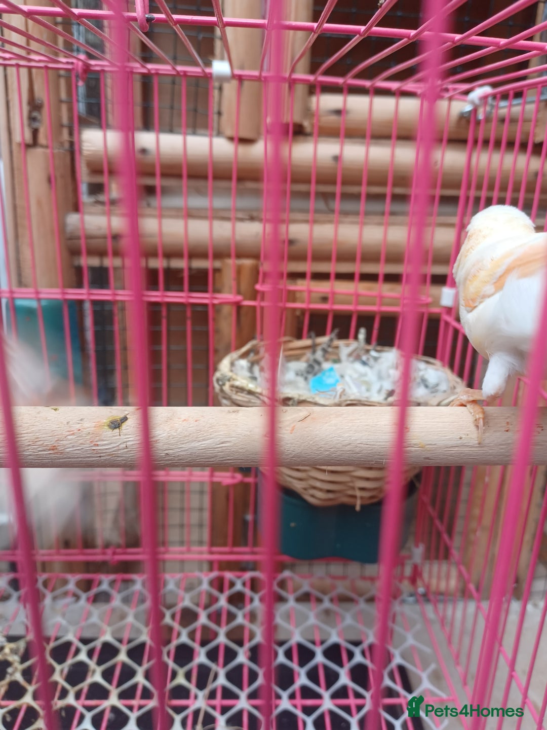 Canaries birds for sale: STAFFORD HERLIQUEEN RED FACTOR DIMORPHIC birds - Image 11