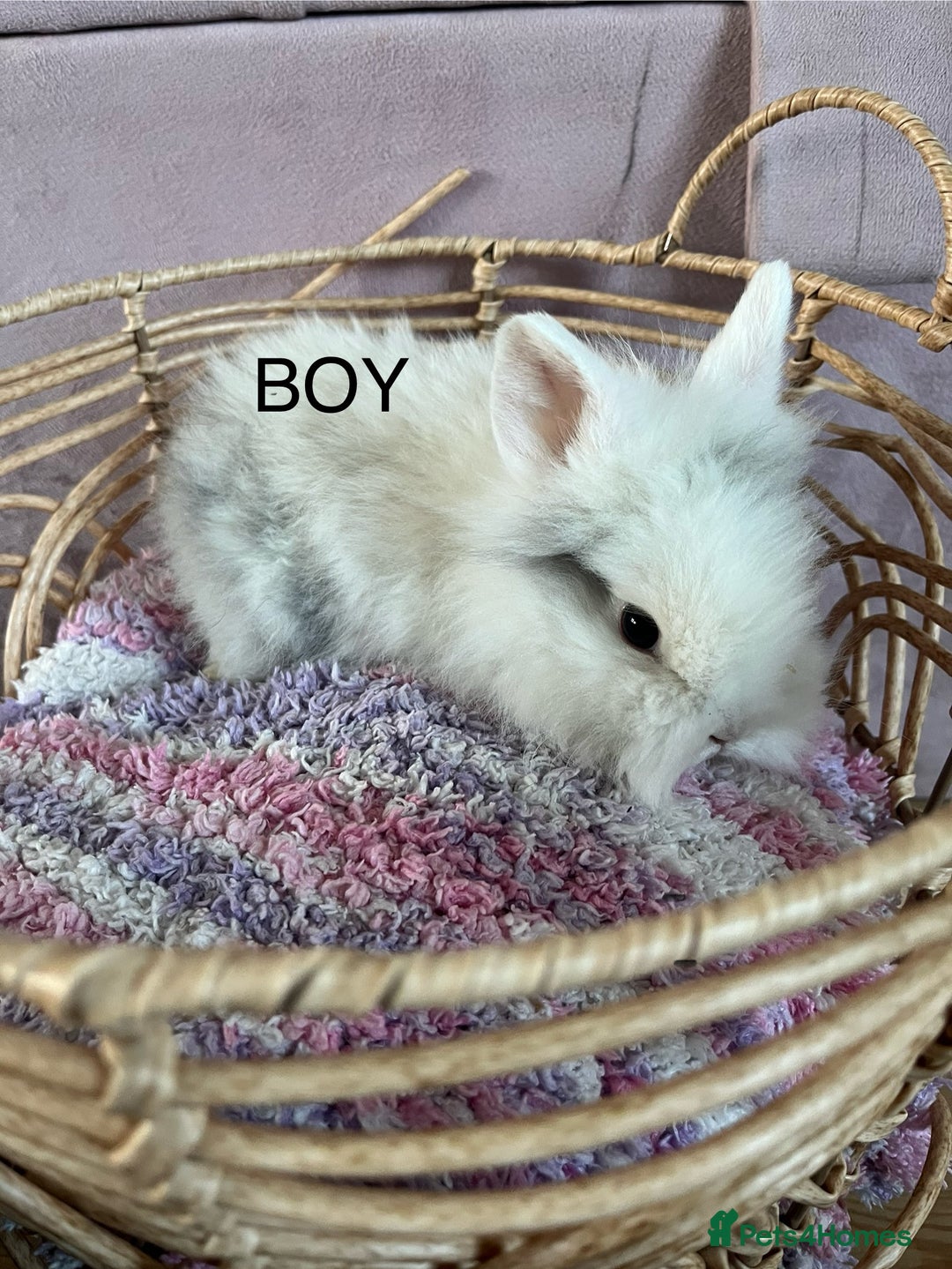 Lionhead rabbits for sale: 2 BOY LIONHEAD RABBITS READY NOW - Advert 5
