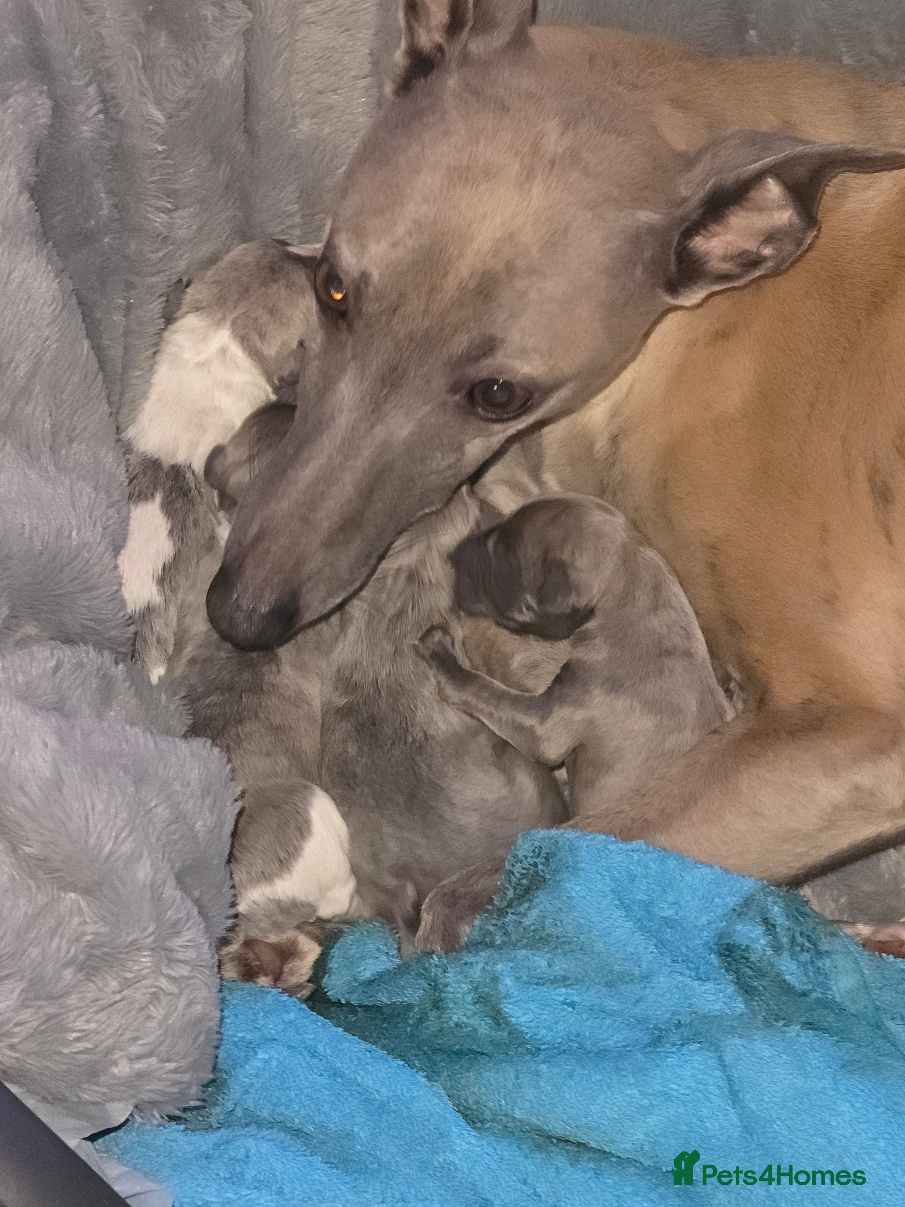 Whippet dogs Whippet pups for sale - Advert 10