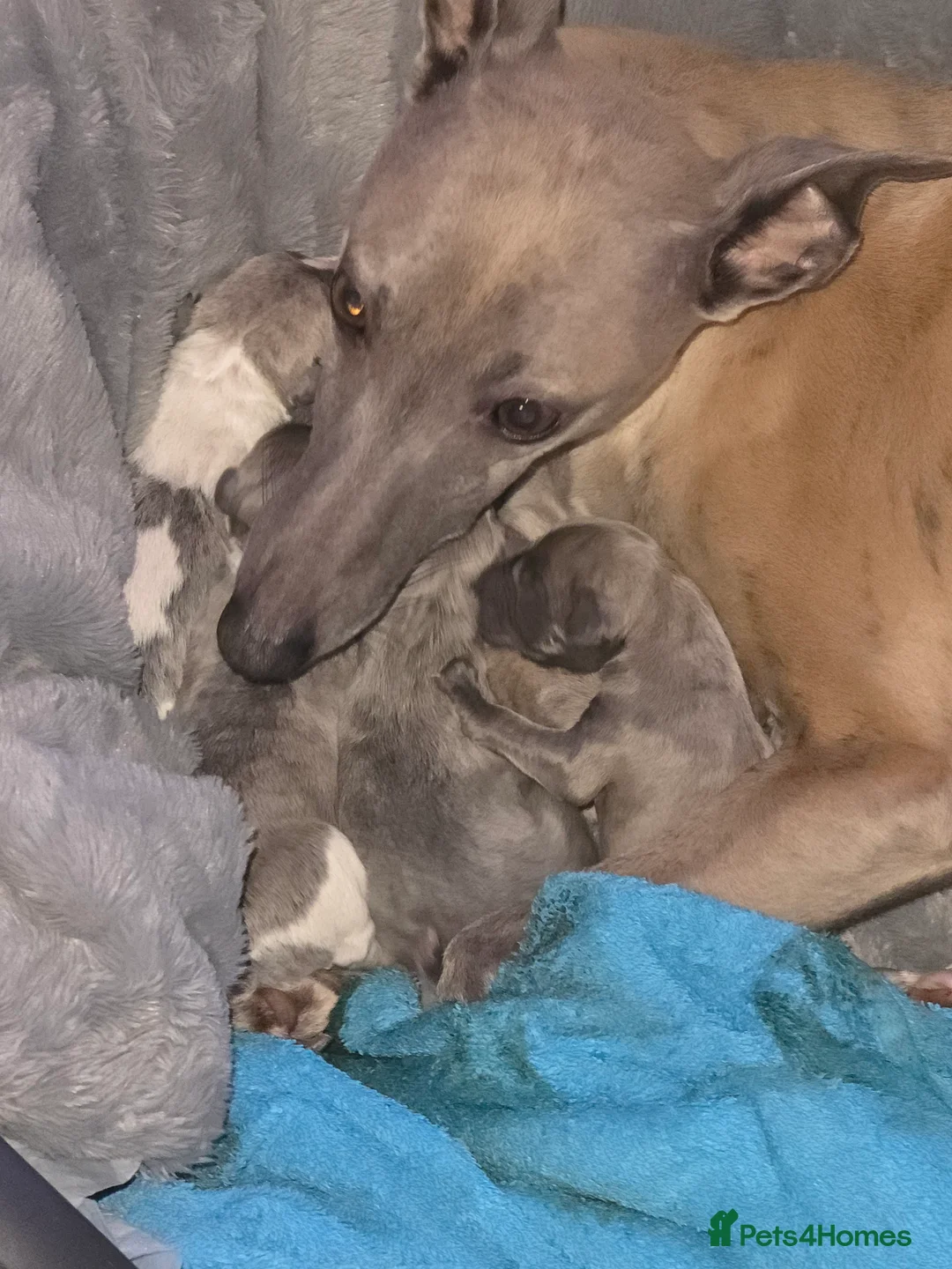Whippet dogs for sale: Whippet pups for sale - Advert 1