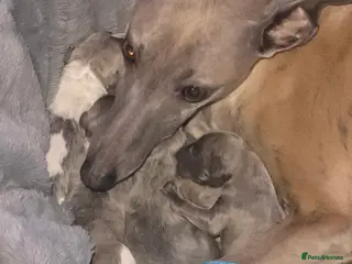 Whippet dogs Whippet pups for sale - Advert 14