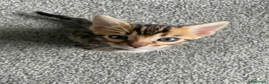 Bengal Kitten 5