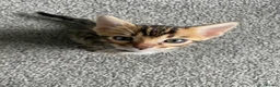 Bengal cats for sale: GCCF Registered Pedigree Kittens  in Huddersfield - Advert 7