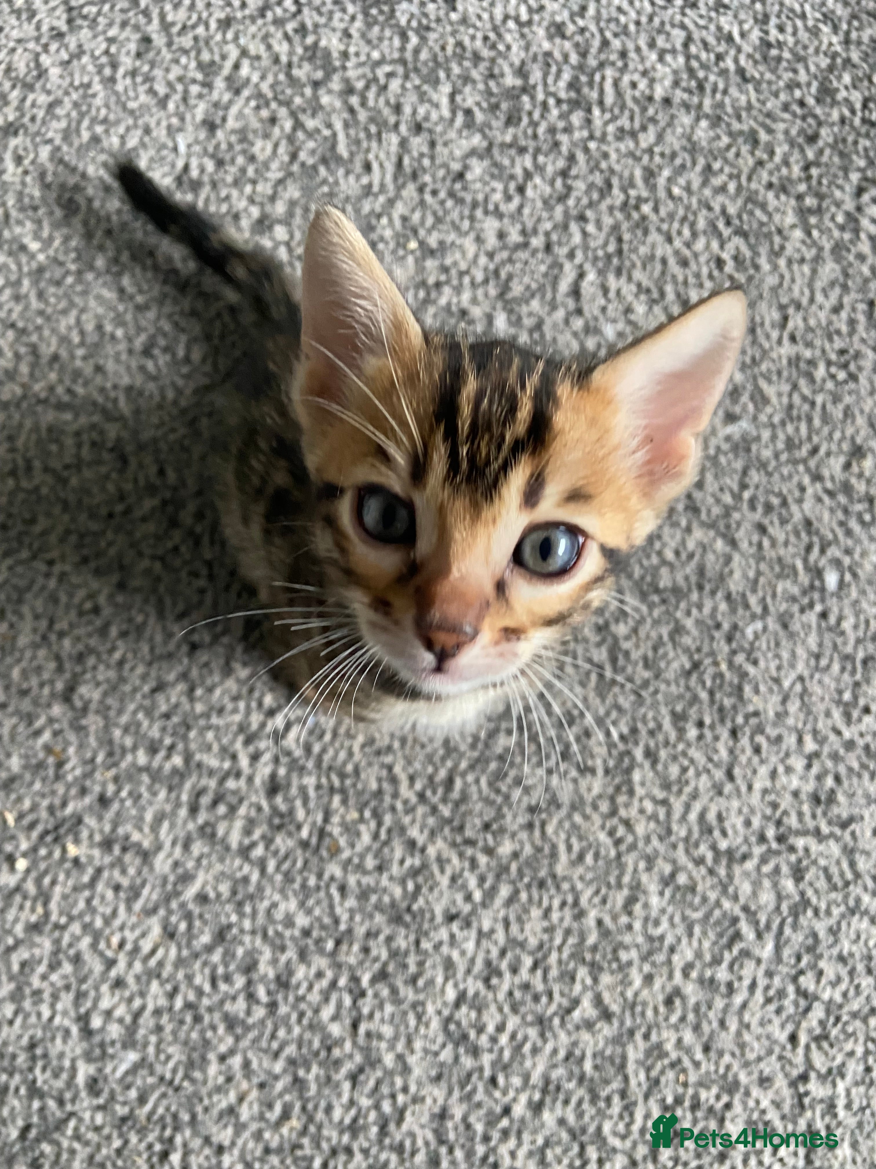 Bengal cats for sale: GCCF Registered Pedigree Kittens  - Advert 1
