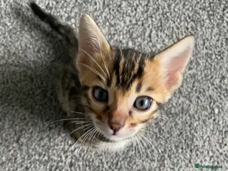 Bengal cats GCCF Registered Pedigree Kittens - Advert 7