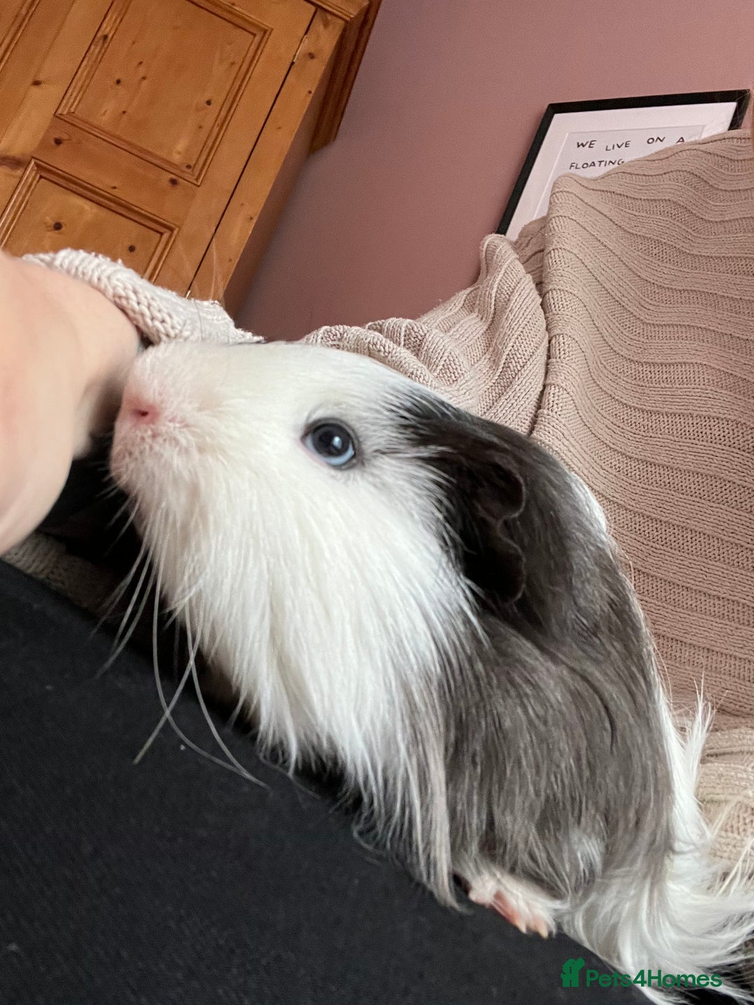 Guinea Pig rodents for sale: 2x male Guinea pigs for sale - Image 3