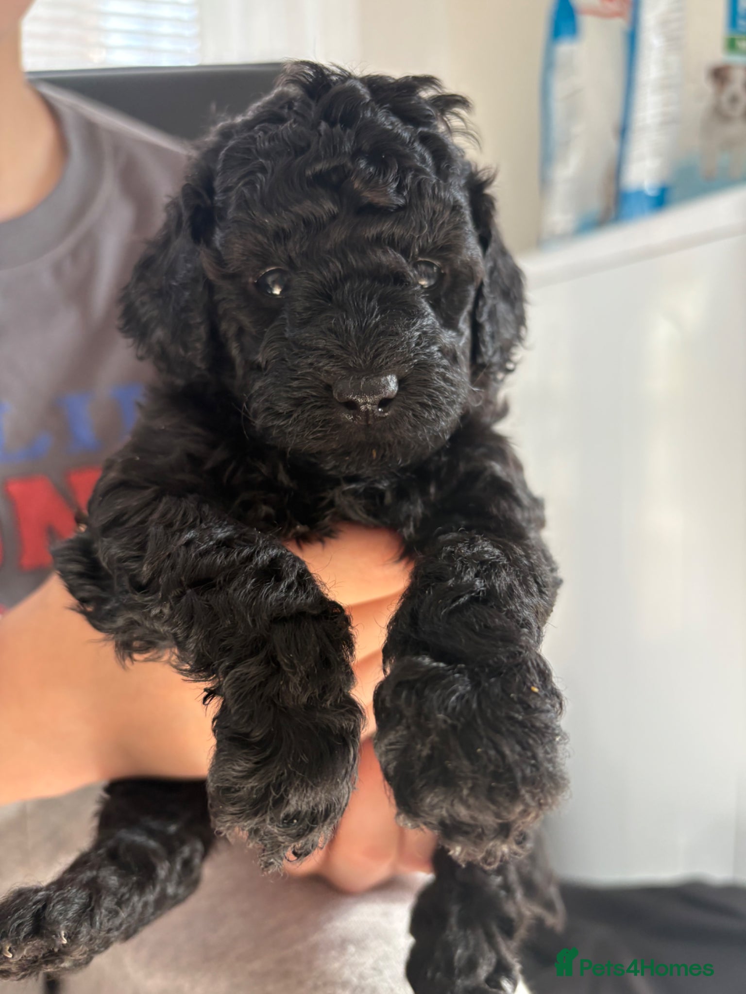 Toy Poodle dogs Beautiful Toy Poodles - Ready to reserve now - Advert 5