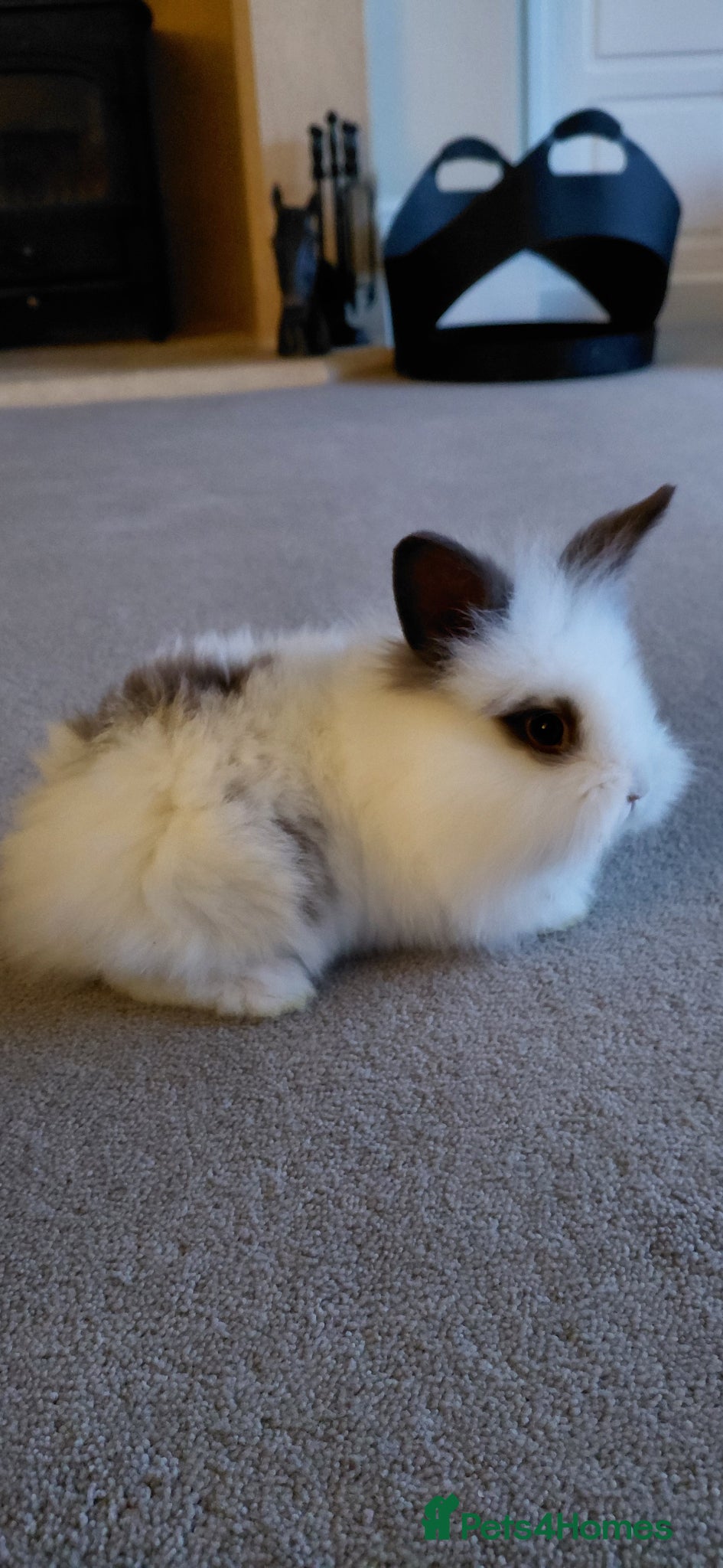 Lionhead rabbits 5 baby lionheads for sale now 😍😍 - Advert 1
