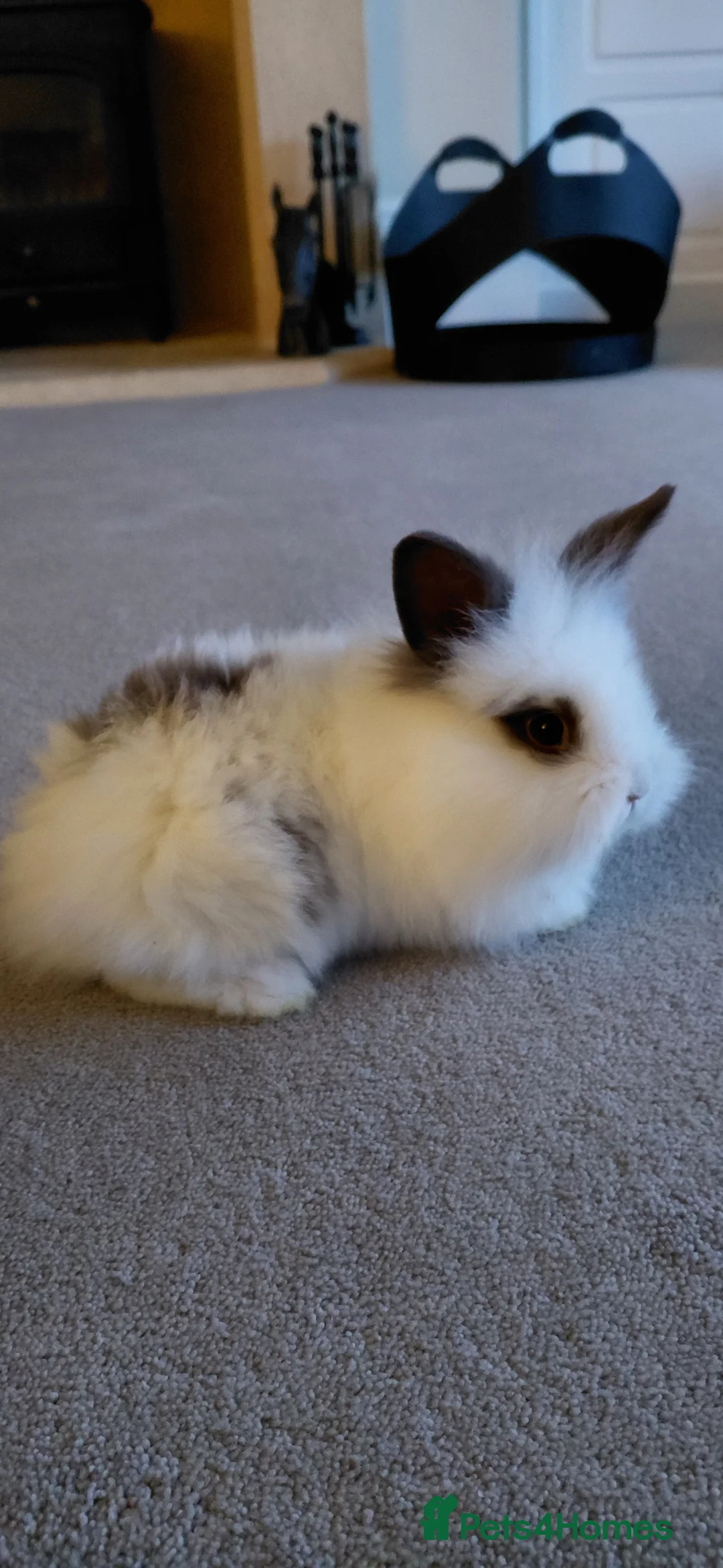 Lionhead rabbits for sale: 5 baby lionheads for sale now 😍😍 - Advert 1