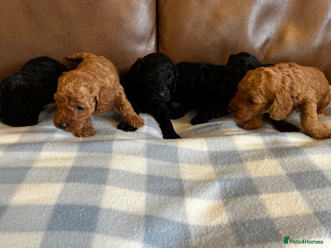 Cockapoo dogs for sale: Toy Cockapoo’s  - Advert 17