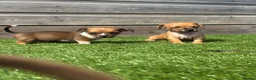 Jackshund dogs for sale: 🐾 Adorable Chiweenie Puppies - Advert 10