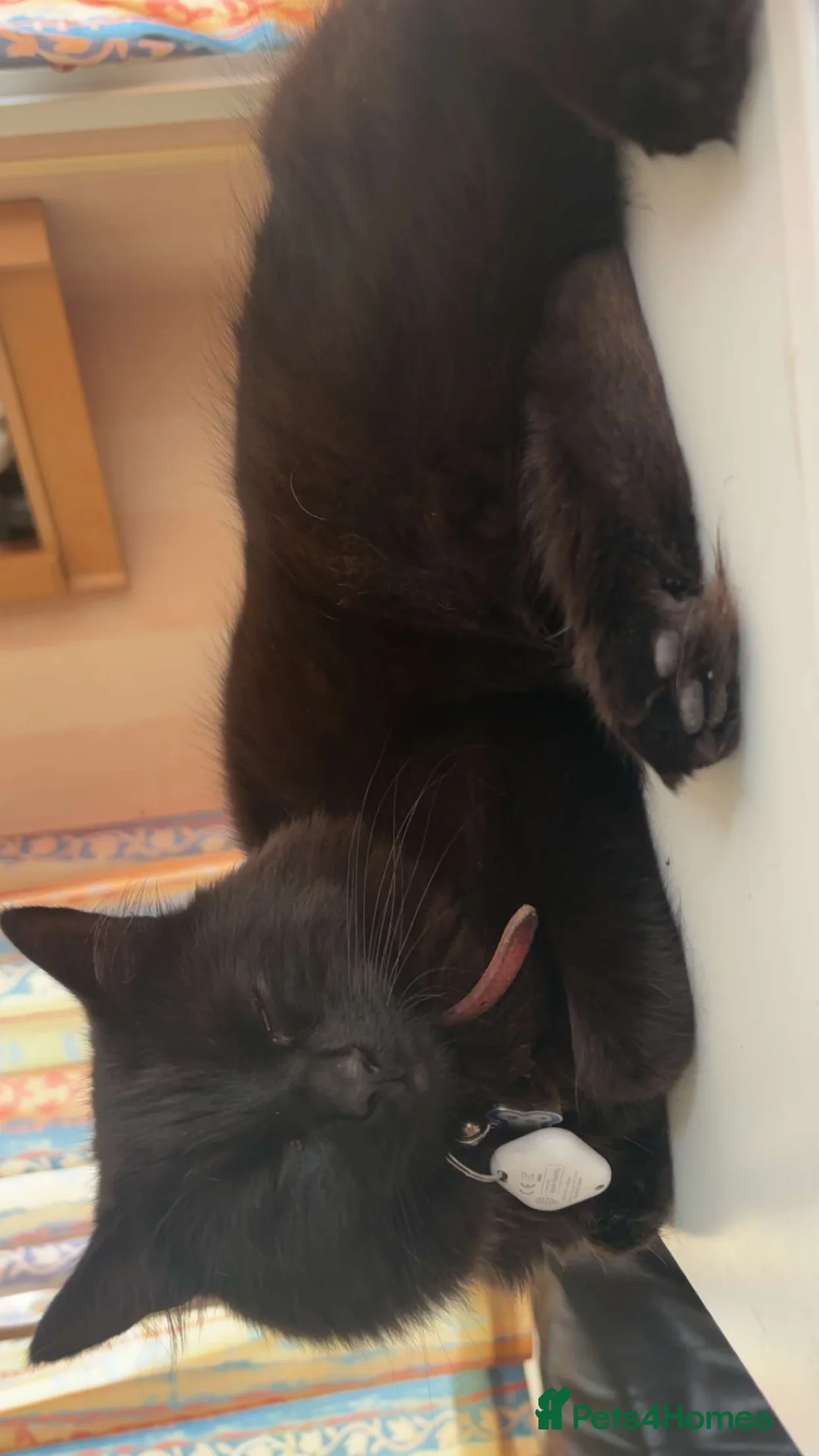 Turkish Angora cats for sale: Binx. in Blackpool - Advert 2