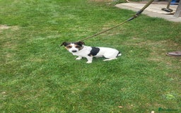 Jack Russell dogs for sale: Puppies  - Image 10