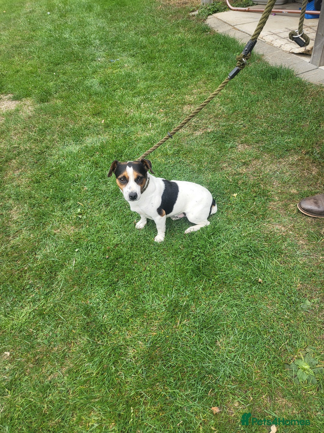 Jack Russell dogs for sale: Puppies  - Image 10