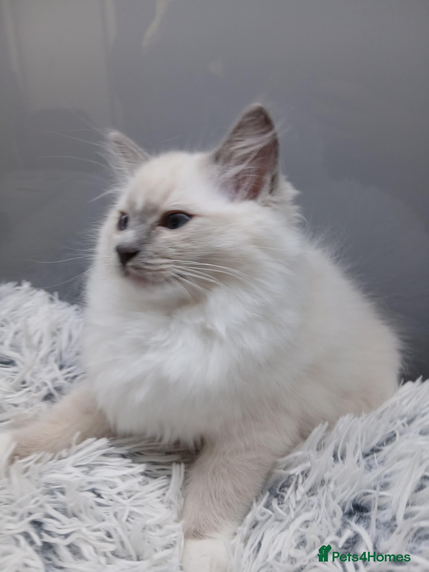 Ragdoll cats Ragdoll Kitten from Champion Lines.DNA-Tested  - Advert 1