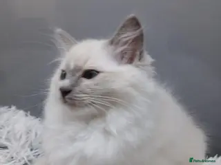 Ragdoll cats Ragdoll Kitten from Champion Lines.DNA-Tested - Advert 1