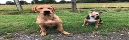 Labrador Retriever dogs for stud: “Yellow Valey”  in Cheltenham - Advert 23