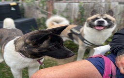 Akita dogs for sale: Beautiful American Akita Puppies  - Advert 8