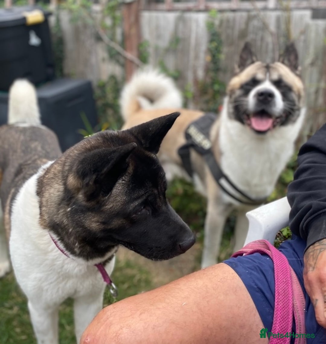 Akita dogs for sale: Beautiful American Akita Puppies  - Advert 8