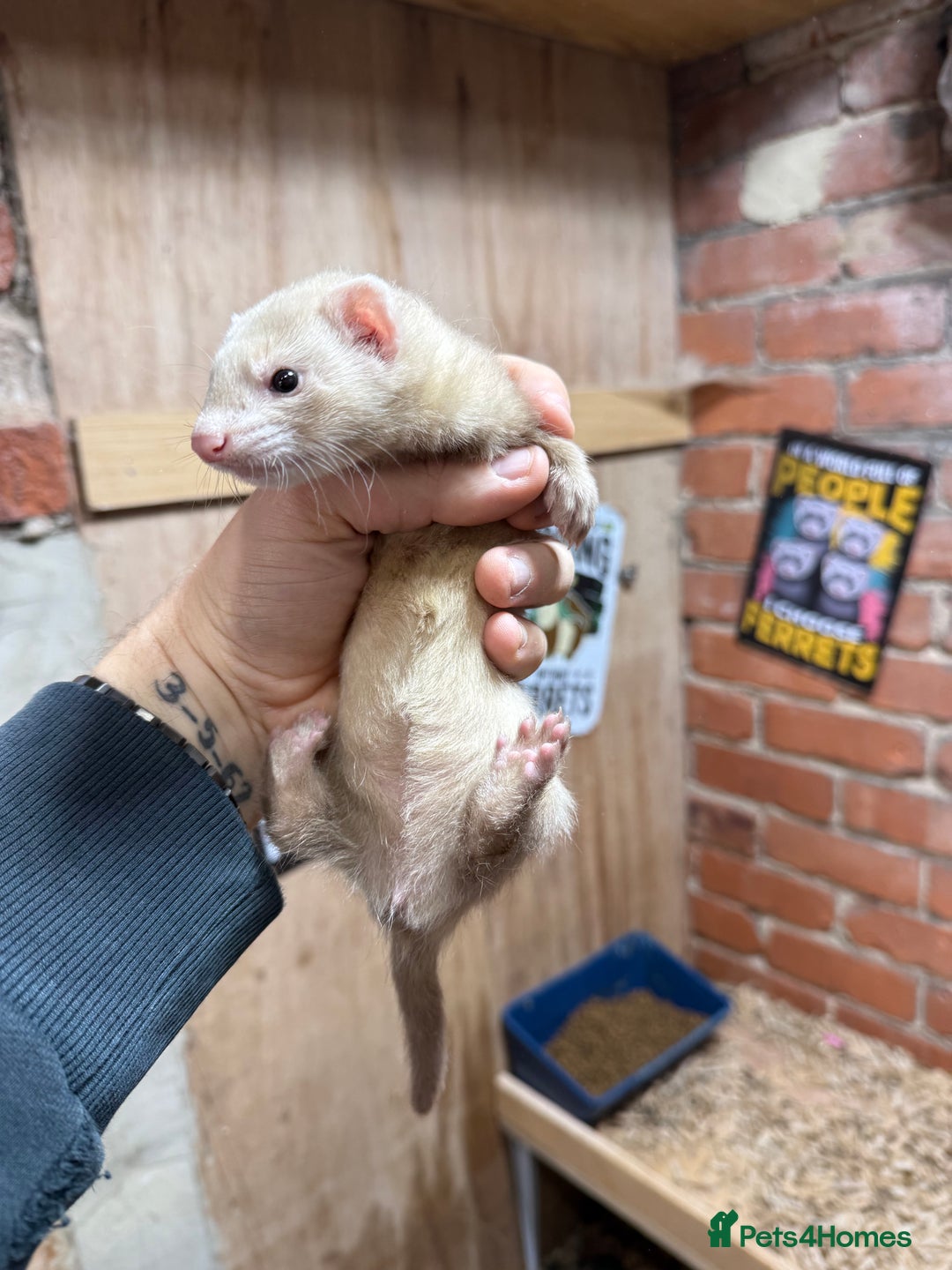 Ferret rodents for sale: Sandy Ferret Kits - Image 2