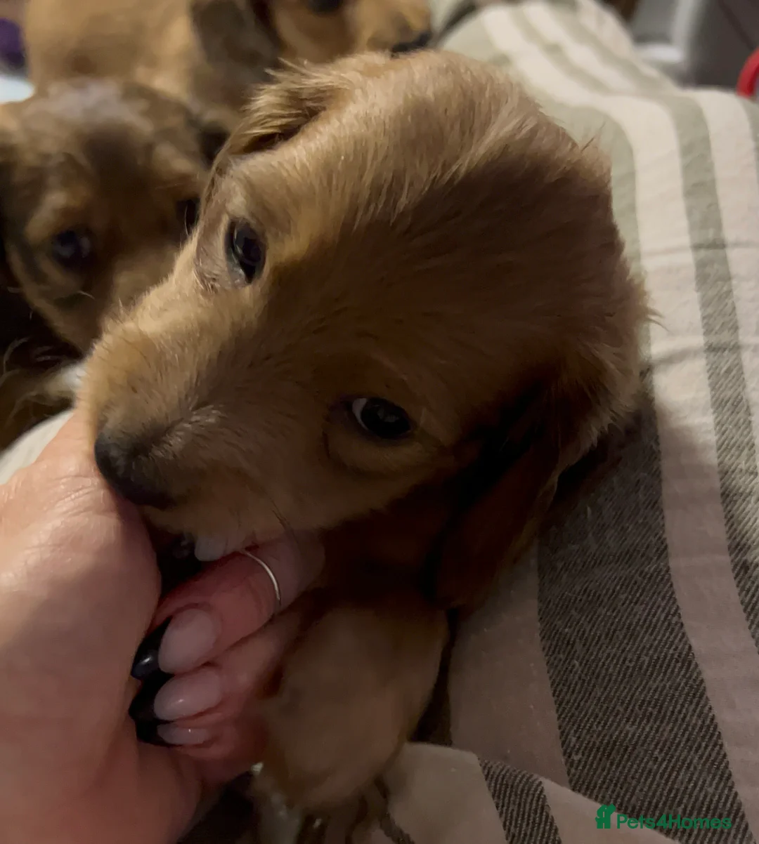 Miniature Dachshund dogs for sale: Red miniature Dachshund puppies  - Advert 2