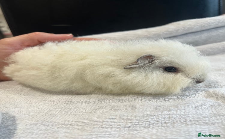 Guinea Pig rodents - Advert 3