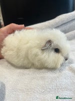 Guinea Pig rodents - Advert 7