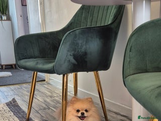 Pomeranian dogs - Advert 12