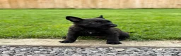 Belgian Shepherd Dog dogs for sale: EXCEPTIONAL WORKING LINE SHEPHERDS! - Advert 4