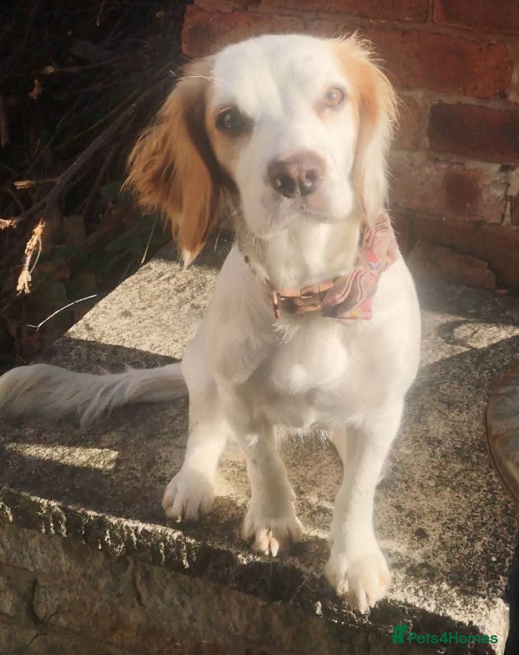 Cocker Spaniel dogs for sale: Cocker spaniel puppies due  - Advert 14