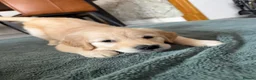 Golden Retriever dogs for sale: Beautiful Home-Reared Golden Retriever Puppies 💛 - Advert 14