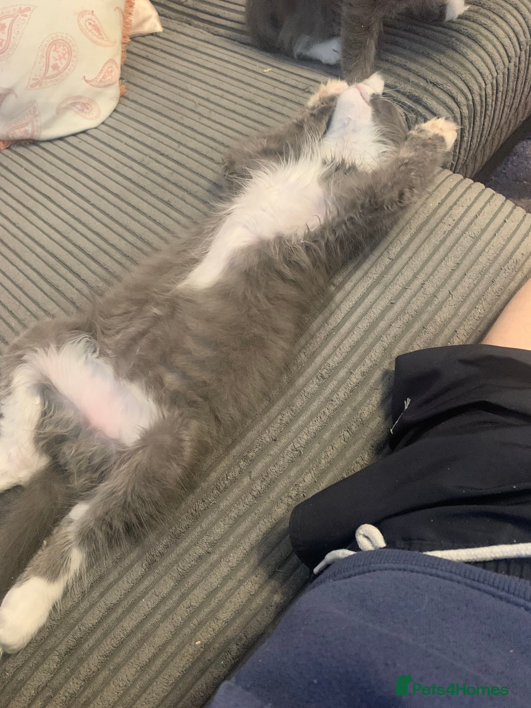 Maine Coon cats for sale: 6 beautiful maine coon kittens - Image 8