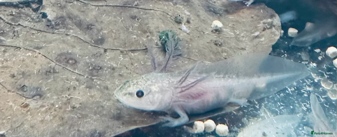 Axolotl reptiles for sale: Baby Axolotl 3-4cm - Advert 1