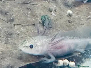 Axolotl reptiles for sale: Baby Axolotl 3-4cm - Advert 3