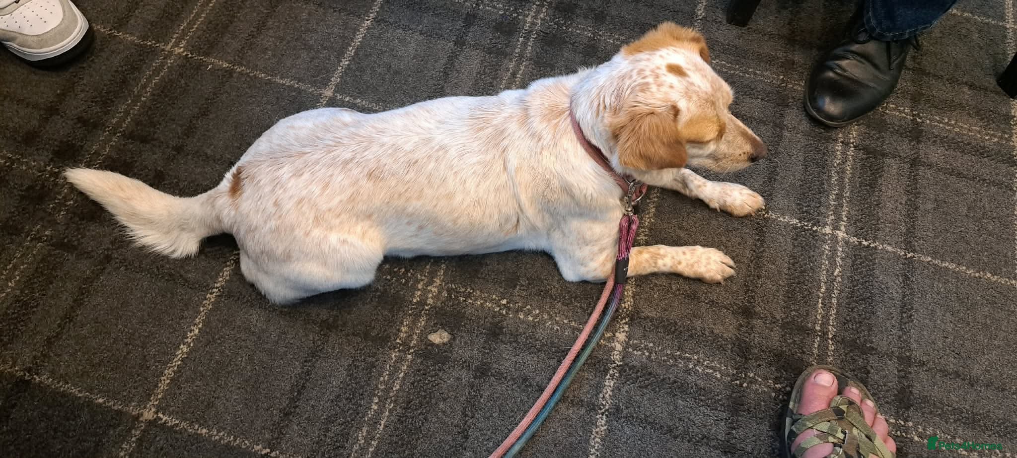 Mixed Breed dogs for adoption: Schnuppi is ready for her forever family! in Atherstone - Advert 7