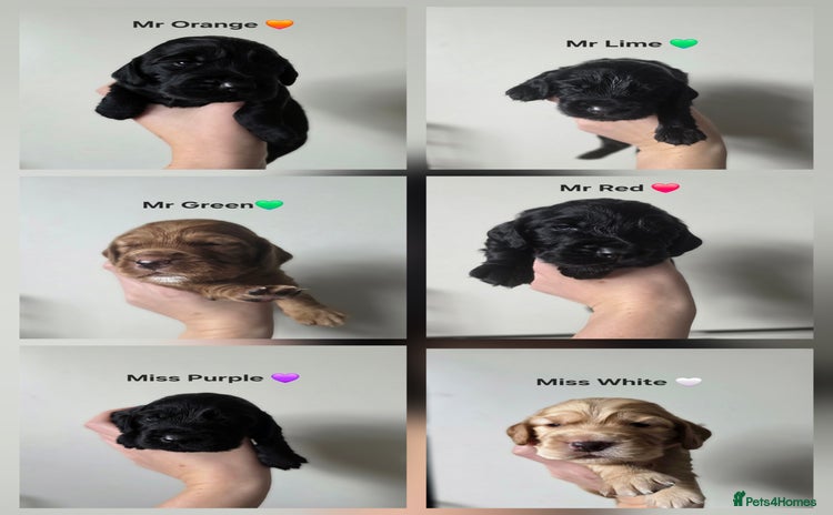 Cocker Spaniel dogs - Advert 4