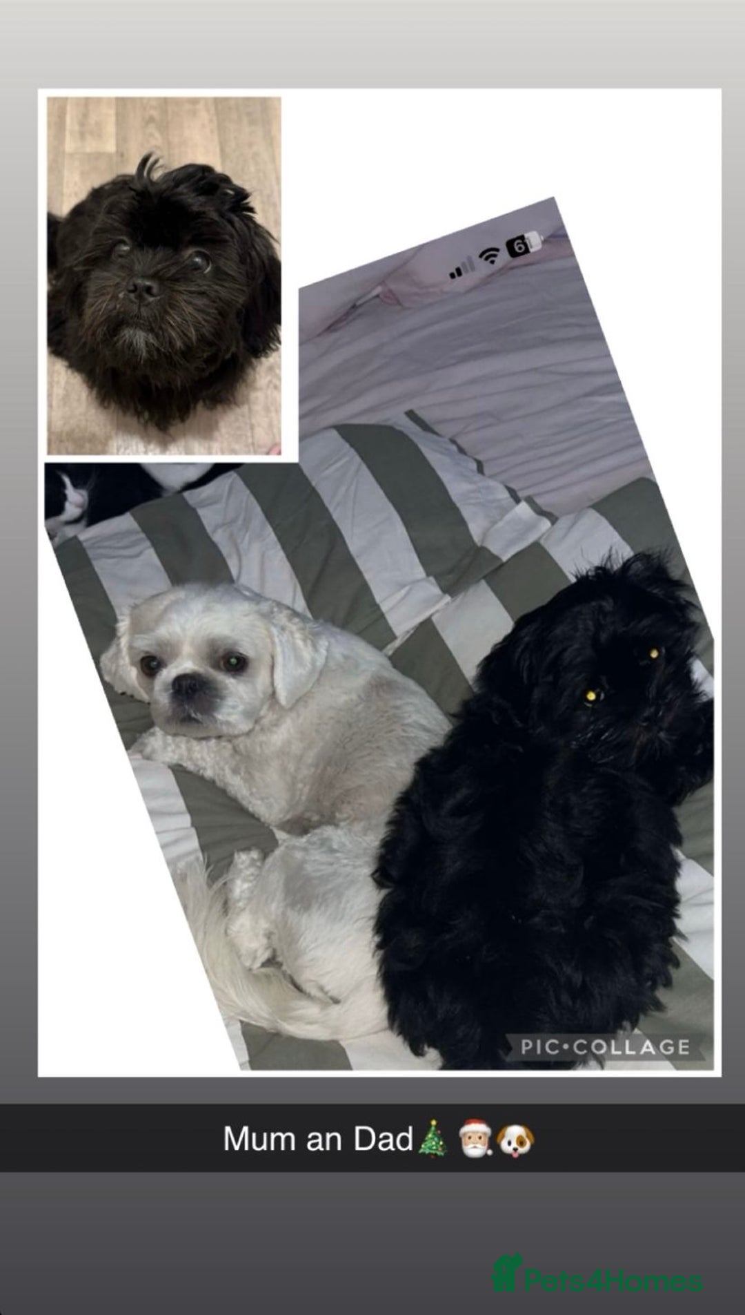 Shih Tzu dogs for sale: Beautiful Shih Tzu for sale  - Advert 4