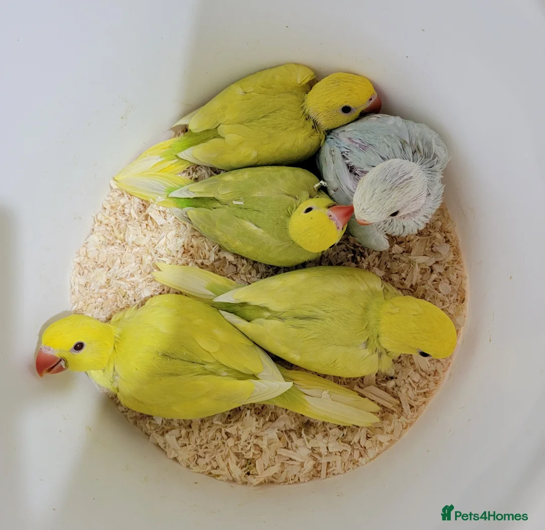 Ringnecks birds for sale: Juveniles ringnecks. - Advert 6