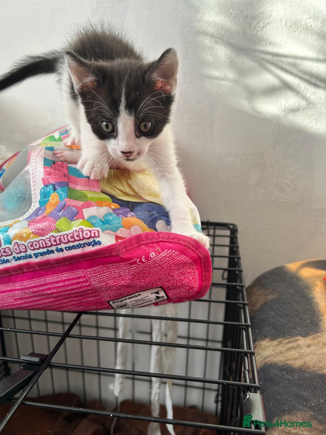 Mixed Breed cats for sale: Kittens are ready now  - Advert 20