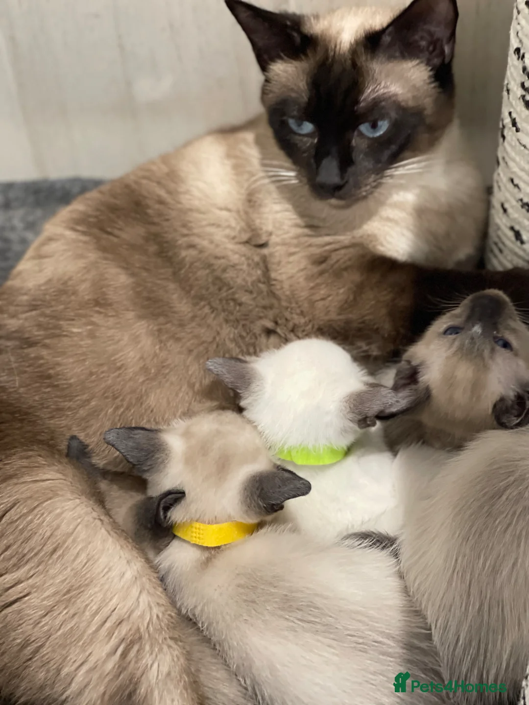 Siamese cats for sale: Traditional GCCF Registered  Siamese Kittens.  - Advert 1