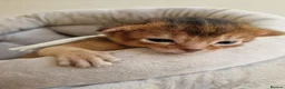Abyssinian cats for sale: Beautiful Abyssinian Kittens – TICA Registered 🐾 - Advert 4