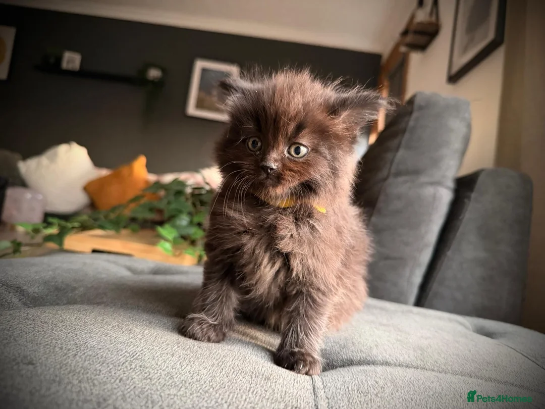 Ragcoon cats for sale: 4 FEMALE RAGCOON KITTENS ❤️AVAILABLE❤️ - Advert 2