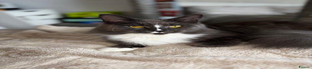 Maine Coon 1