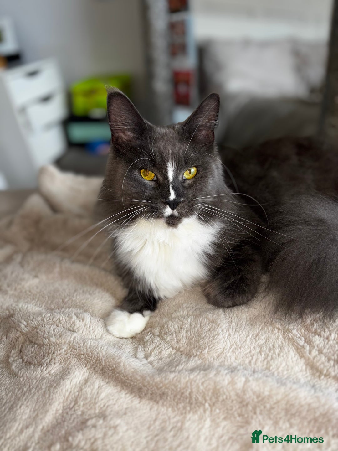 Maine Coon cats for sale: Maine coon mum and daughter for sale - Image 3